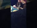 Weird Dog Likes To Lick Foot
