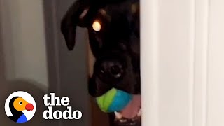 Rescue Dog Stalks His Dad Every Day — Then Starts Bringing Him Gifts From Outside | The Dodo by The Dodo