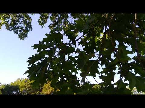 Roteiche bzw. Amerikanische Eiche (Waldbäume bestimmen für Jagdprüfung BW)