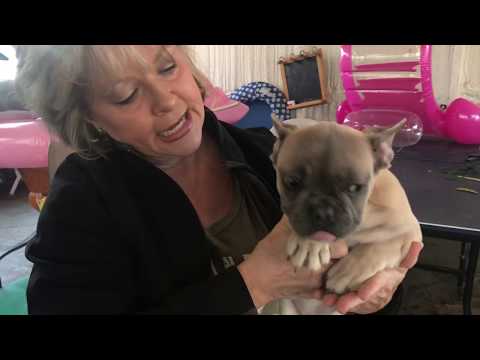 download lagu mp3 mp4 Creme Brulee For Sale, download lagu Creme Brulee For Sale gratis, unduh video klip Creme Brulee For Sale