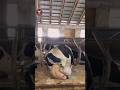This Is How Cows Are Kept In Foreign Countries