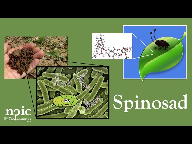 Video Pronunciation of spinosad in English Video Pronunciation of spinosad in English