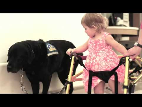 Ansley's Career as a Therapy Dog: A Look Back