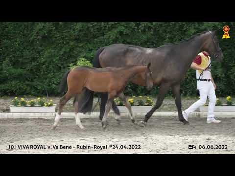 Lot 10: Stutfohlen v. Va Bene x Rubin Royal