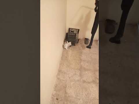 Sushant Singh loves cat..me miss him