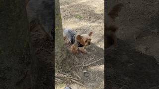 Yorkie Lucy where is the green grass #dogshorts #dog #doglife
