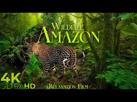 Amazon Wildlife 4K • Rainforest Relaxation Film with Peaceful Music | Nature 4K Ultra HD