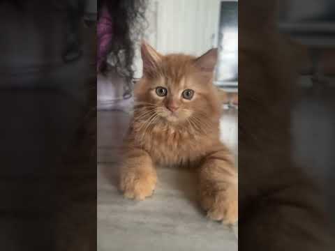 😻@leo &@aashi 🫶🏻 #cat #cute