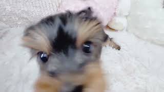 ヨークシャーテリアの動画01