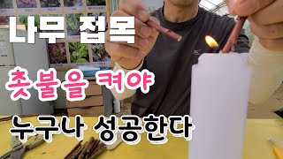 너무 쉬운 나무 접목 촛불를 켜야 100%성공  tree grafting method      나무 접붙이기…