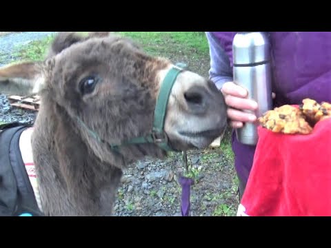 Seasonal Fruit And Nut Cakes Recipe (even donkeys love them!)