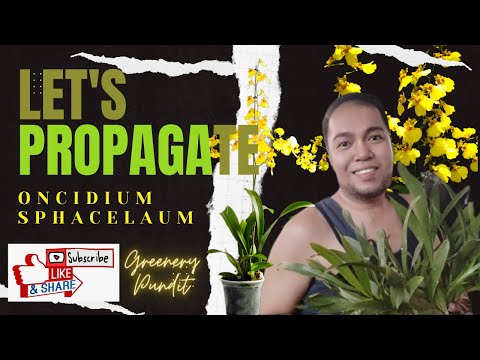 Let's Propagate! Oncidium sphacelatum (Dancing Lady orchid)