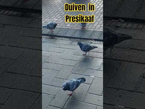 Duiven gefilmd in Winkelcentrum Presikaaf #arnhem #birds #pigeon #duiven