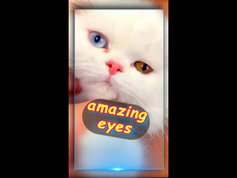A Persian cat whose eyes have two beautiful and different colors.#cats#cat#kitty#puppy#kitten#dogs