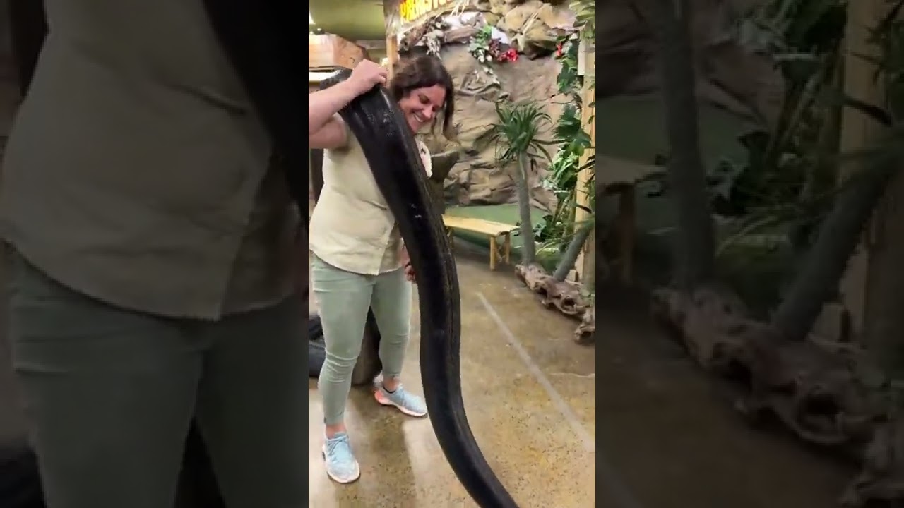 This reticulated Python is so heavy it's unbelievable but then again they get to be the largest 🐍