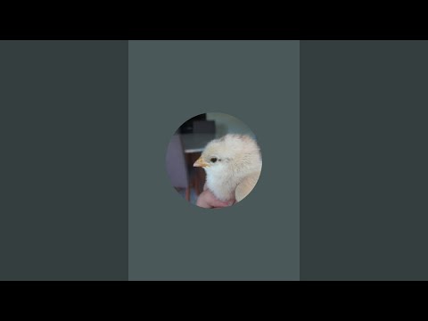 vigília ao vivo🔴! querência do Norte PR, água do Bugre, 7° vigília!