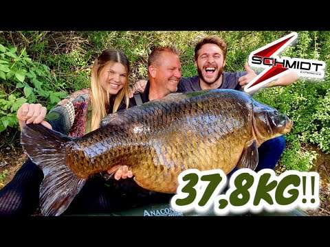 37,8 Kilo ‼️ Monster Carp Big Fish Common Carp Record  „The Doctor“
