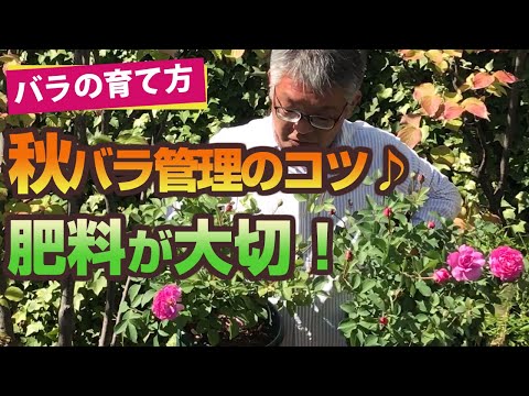 , title : '【バラの育て方】秋バラ管理のコツ♪肥料が大切！（2020/10/23）'