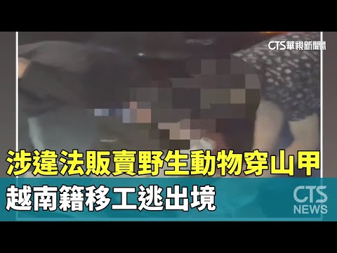 涉違法販賣野生動物穿山甲　越南籍移工逃出境