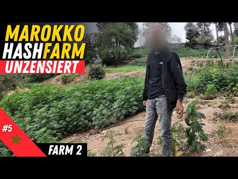 Marokko Hash Farm Ketama: Traditionelle Herstellung