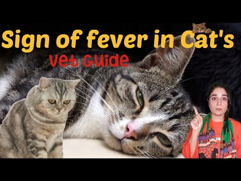 without thermometer how to check pets fever / Cat fever sign / Dr.Hira Saeed