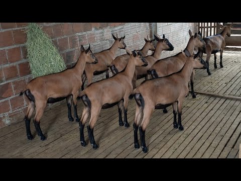 CRIAÇÃO DE CABRAS LEITEIRAS COM ALTO PADRÃO GENÉTICO EM CATURITE-PB RAÇA PARDA ALPINA 