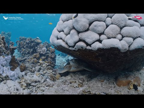 Mass bleaching "worst ever seen" by coral biologist Dr Selina Ward