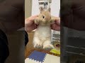 Cute Rabbits ???? #rabbit #bunny #pets #animals #petcare #petvideos #fyp #shorts