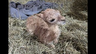 New alpaca baby Melvin and gang enduring frigid cold winter #animals #alpaca #pets #farming #fun