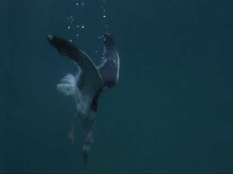 Фолк-рок группа "Вольный Ветер" Чайка