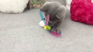 セルカークレックスの動画02