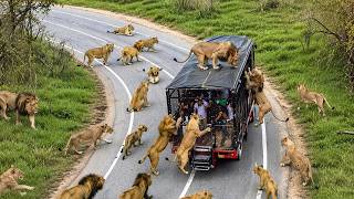 Incredible Safari Moments Caught on Camera!