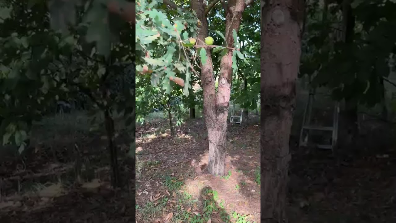 Vídeo do imóvel