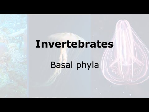 The Basal Phyla of Invertebrates