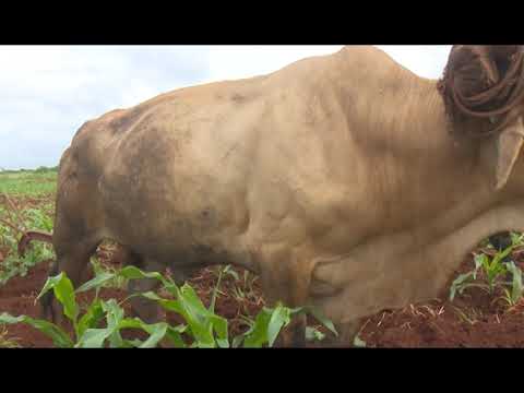 Chequea Salvador Valdés zafra azucarera en #Mayabeque