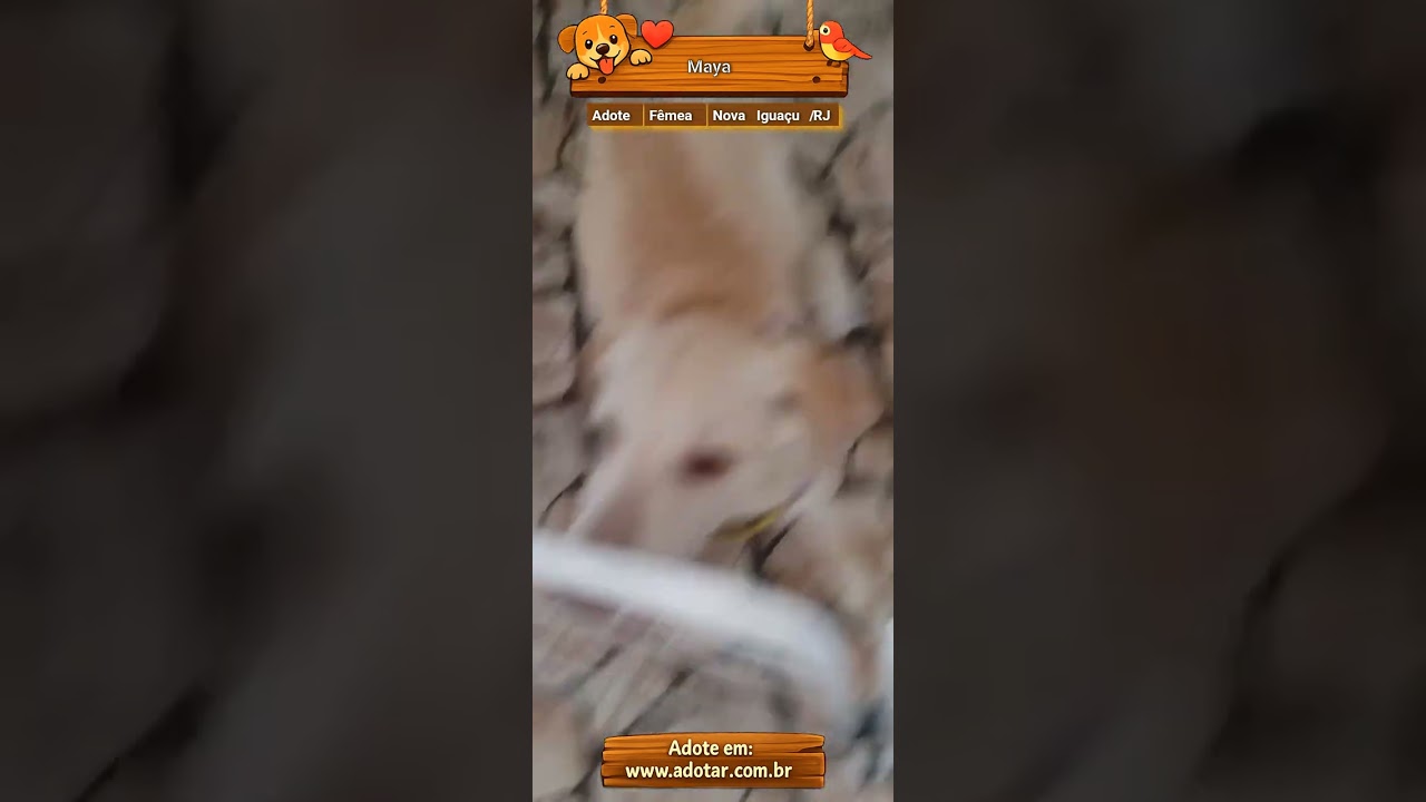 Cachorro raça SRD-ViraLata idade 7 a 11 meses nome Maya