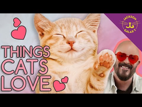 10 Things Your Cats Love!