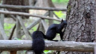 preview picture of video 'Escursione naturalistica - lo scoiattolo volante in Sila (Nikon 1 test full HD)'