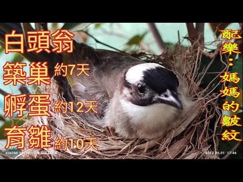 白頭翁築巢風水