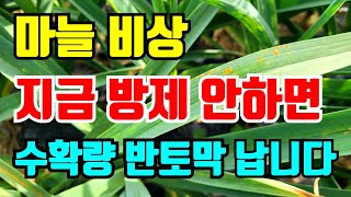 마늘 초비상 매일 꼼꼼해 확인했는데도 발생했습니다. 늦으면 수확량 반토막납니다.