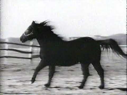 Thumbnail for Longlost Music Video: Michael Stipe & Golden Palominos "Boy (Go)" 1985 by The Golden Palominos