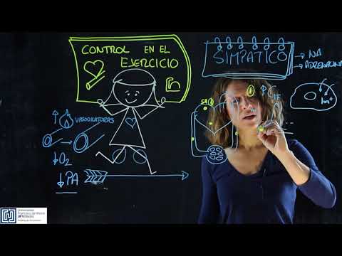 Cardiovascular regulation of blood flow during physical exercise.