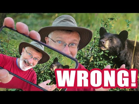 What To Do If You Encounter A Bear: It's Not What You Think