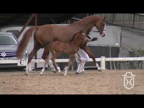 B098 Stutfohlen von Contendro I - Acodetto - Carpaccio