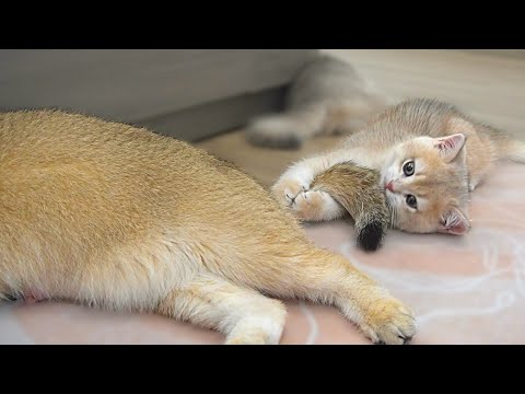 Kitten Shan is using his fluffy paws trying to catch the tail of his auntie Samel look super cute