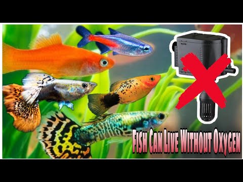 YouTube video about: Can tetra fish live without a filter?