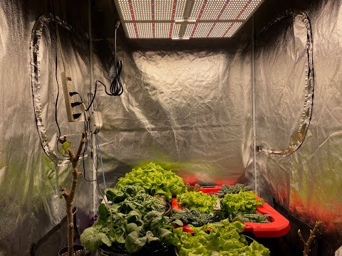 Indoor Hydroponic Gardening: Energy Cost Vs Yield