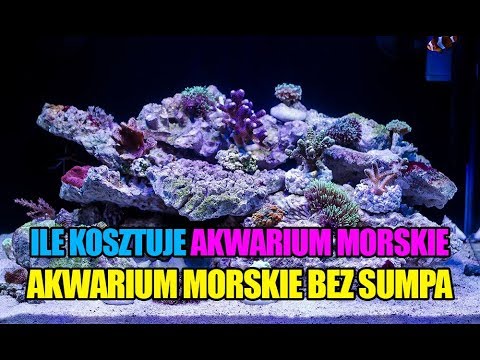 (31) MyReef 50 - How much does a saltwater aquarium cost? - Reef aquarium
