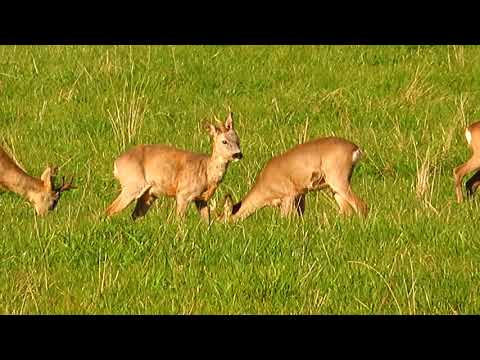 Mój jesienny las - Sarenki 29.10.2021 / cz.2