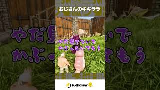 おじさんのキキララ【おなつ休みARK】 #shorts